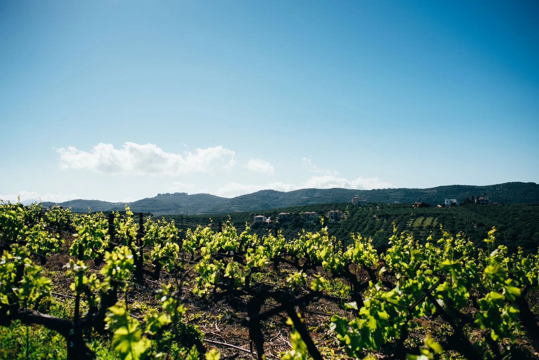 Les vins de Rhodes et la région d'Embonas